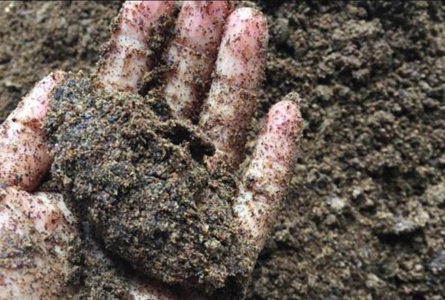 菜籽饼可以直接埋土里做花肥吗,菜籽饼发酵做肥料怎么做好吃