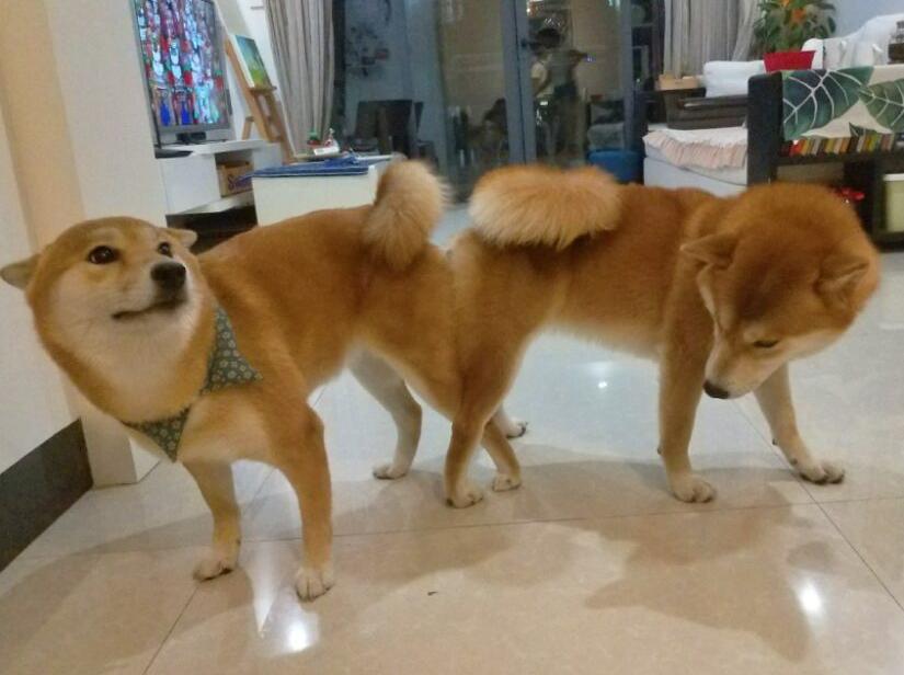 狗交配时屁股为何会连在一起？特殊生理构造延长了它们的交配时间