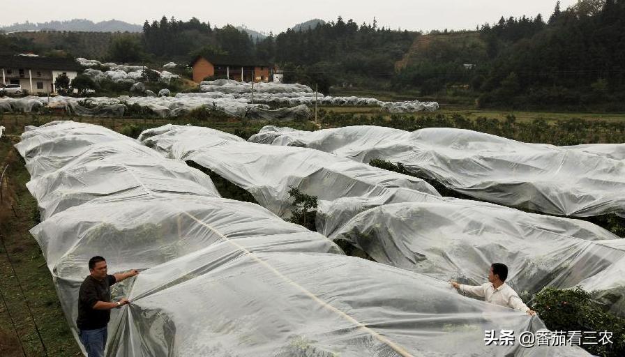 脆皮金桔多少年可以出果,滑皮金桔和脆皮金桔有什么区别