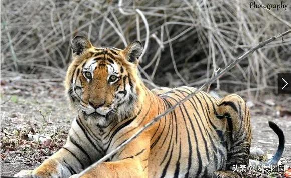 虎王拉贾孩子,虎王拉贾儿子怎么死的