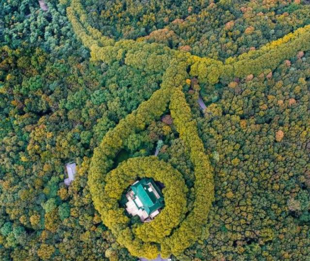南京梧桐最美句子,一句梧桐美种遍整座南京城
