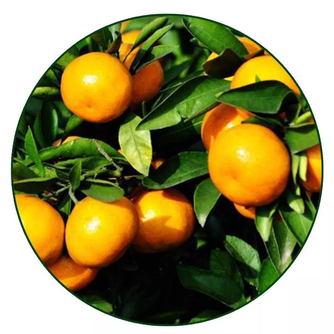 精油入门必备护肤品,平价单方精油推荐面部