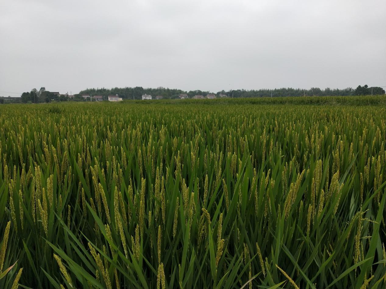 东坝镇红松村,高淳东坝红松