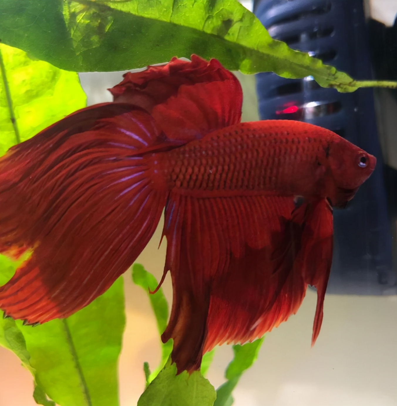 外国女子救下崩溃男子,外国女生救斗鱼