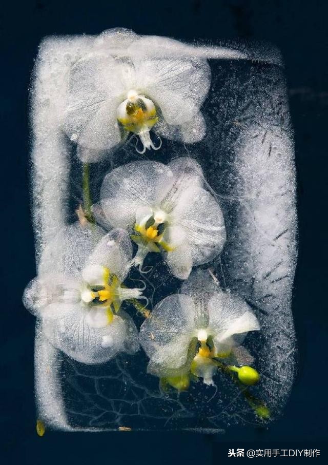 鲜花摄影作品欣赏,高清鲜花美图