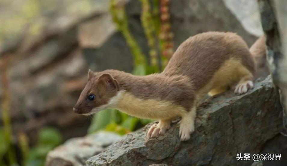 黄鼠狼为什么不能养,人工养殖黄鼠狼