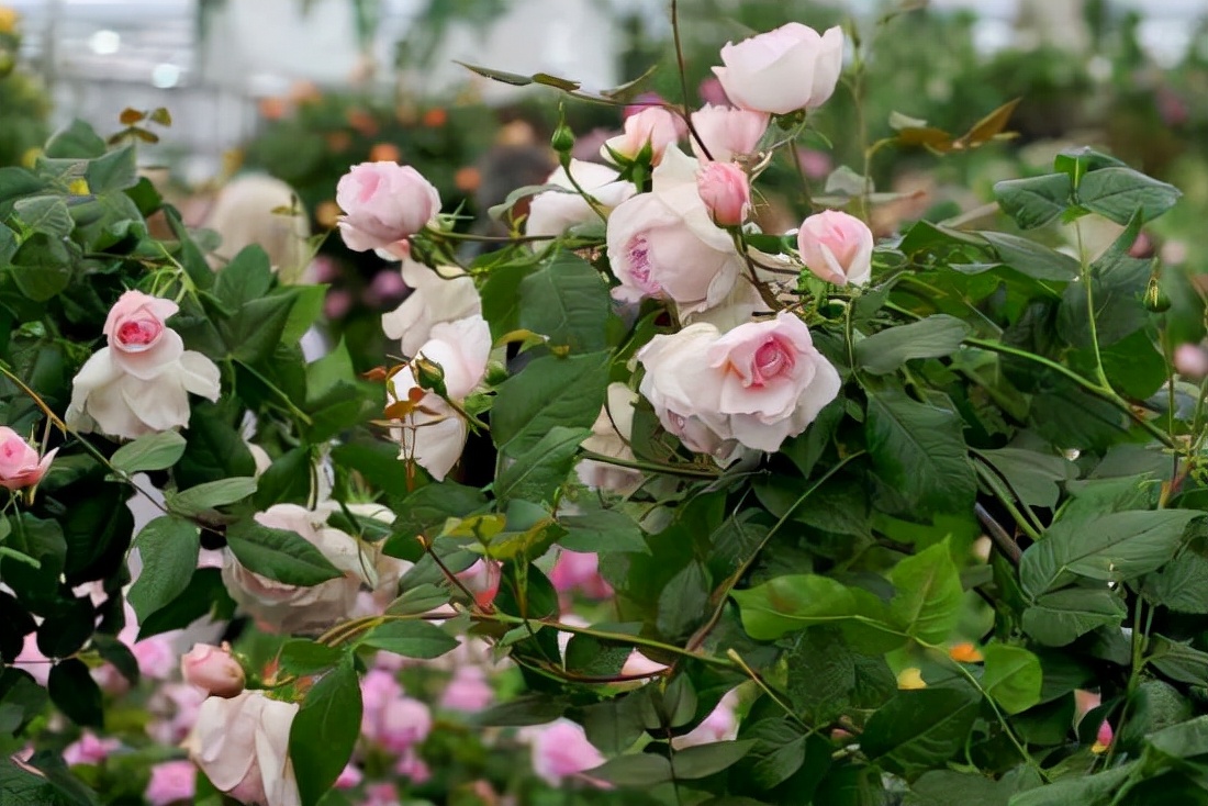 无刺四季开花藤本月季品种有哪些,耐热又耐寒的藤本月季有哪些品种