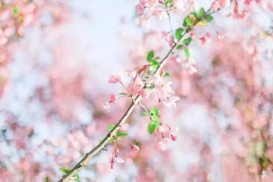 不输日本的3个赏樱地,何必舍近求远国内10大赏樱胜地