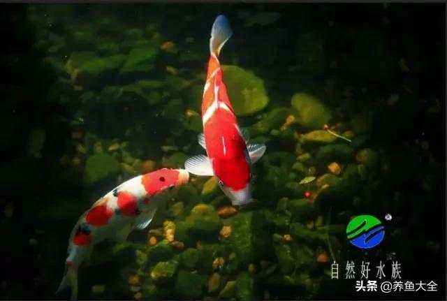 饲养锦鲤雌雄鱼的比例,室内鱼缸锦鲤饲养方法