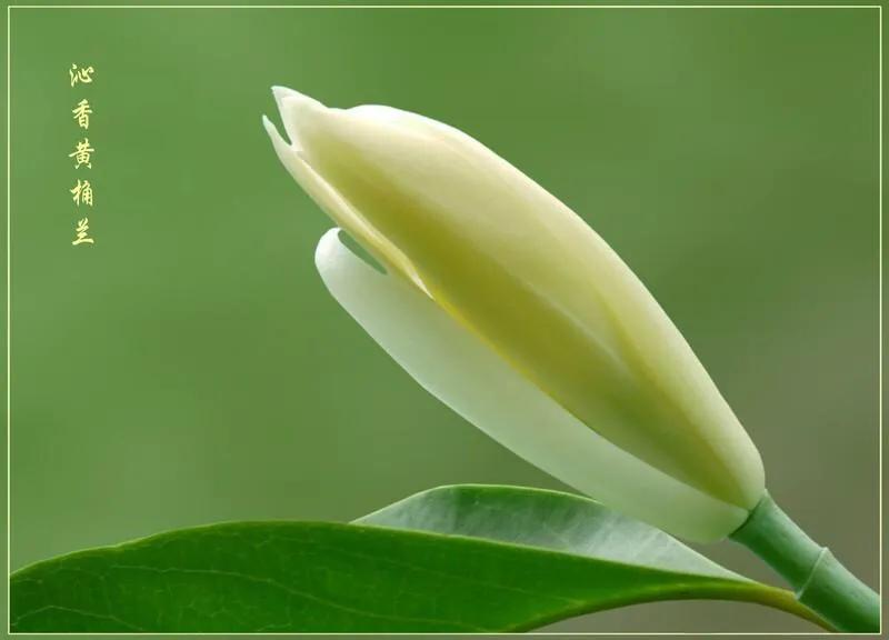 母亲节一杯暖茶敬母爱,母亲节一支康乃馨花束