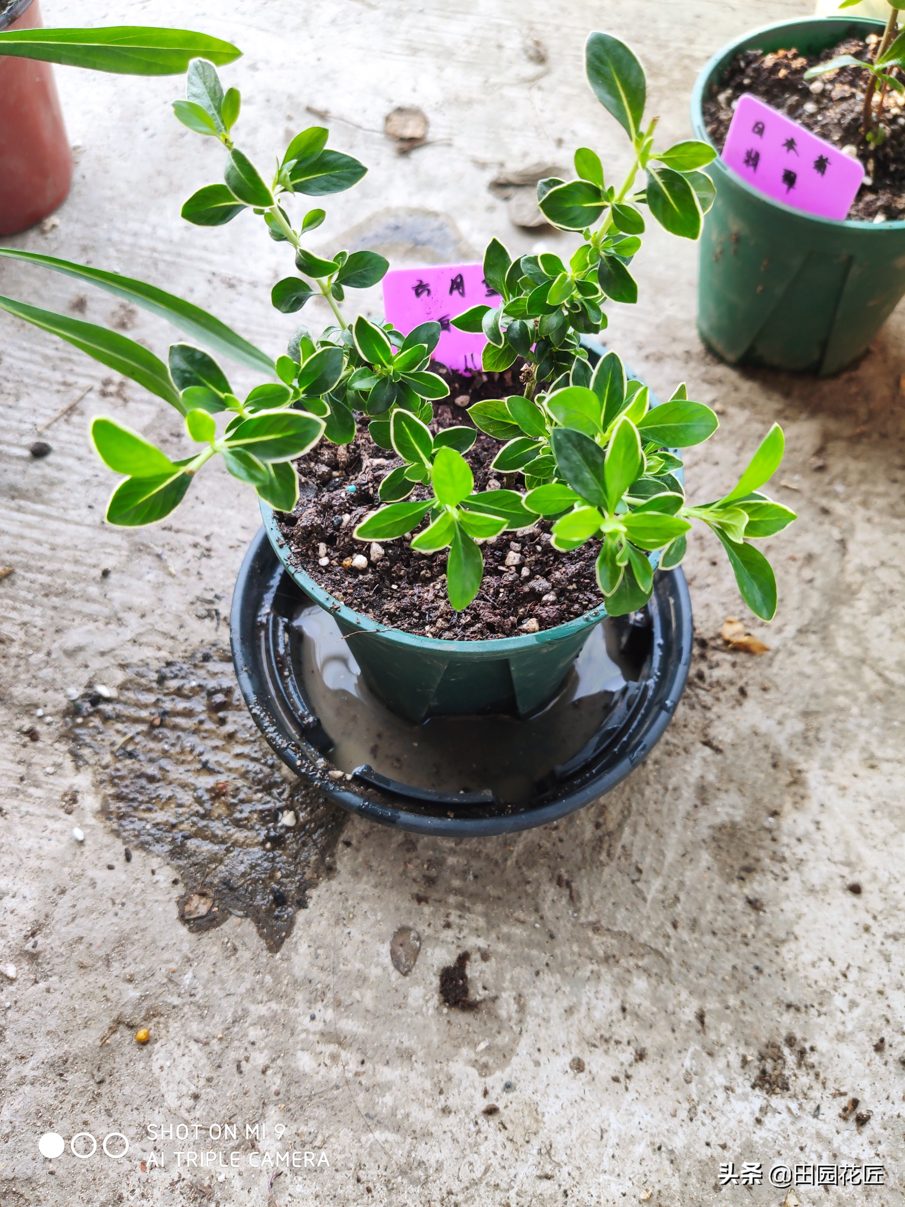 六月雪叶片发黄解决方法,六月雪叶子的养护方法