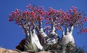 沙漠玫瑰叶片越来越大,沙漠玫瑰长得又细又高