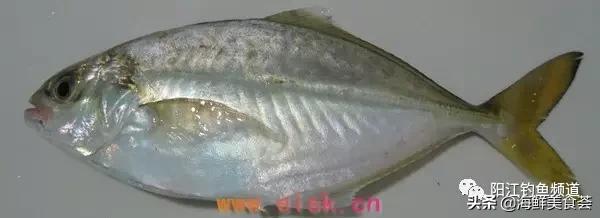 中国本土最便宜的鱼10种,哪些鱼档次又高又便宜