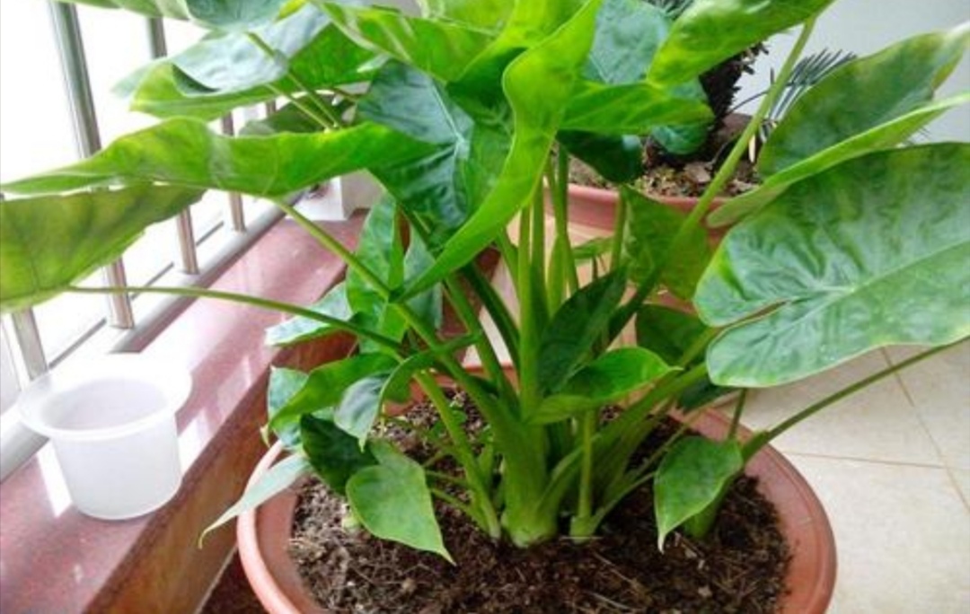 长期不在家家里花草怎么浇水,出门半年家里的花草怎么浇水