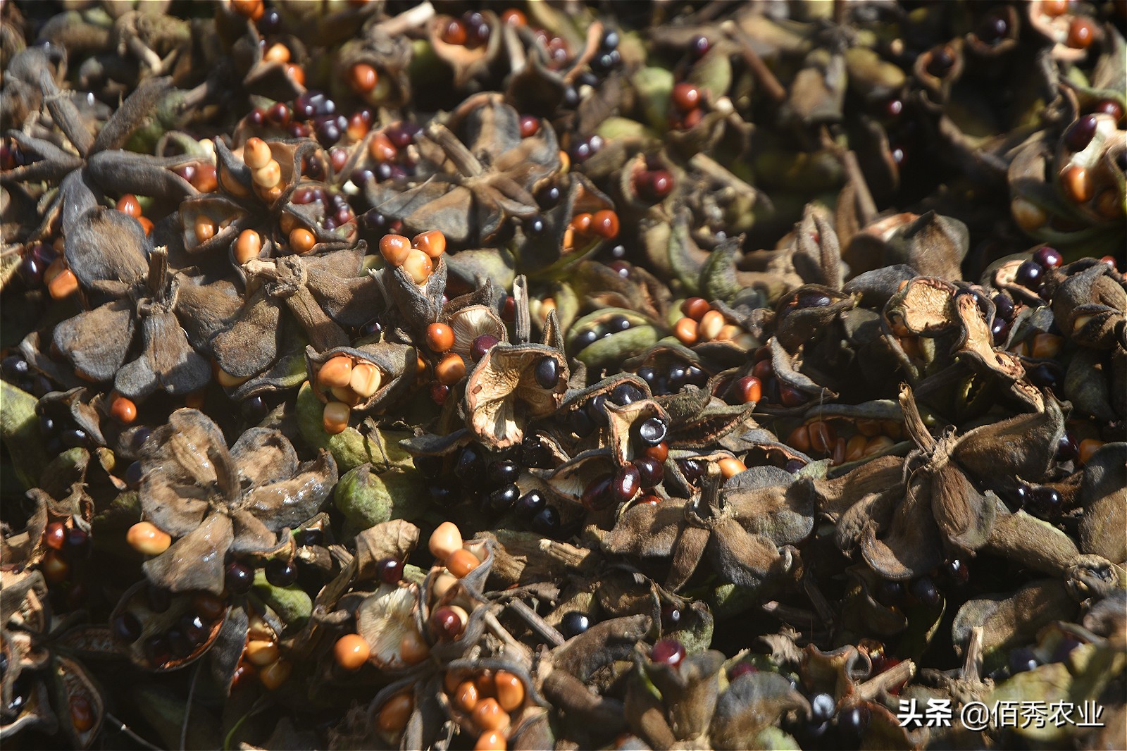 茅台泡沫破灭会有什么后果,茅台酒炒作泡沫会破灭吗