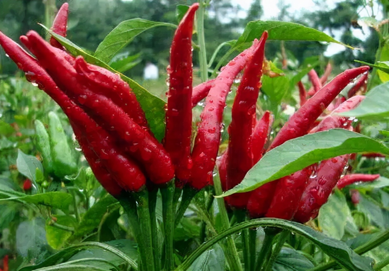 工业辣椒简介,工业辣椒成功不成功