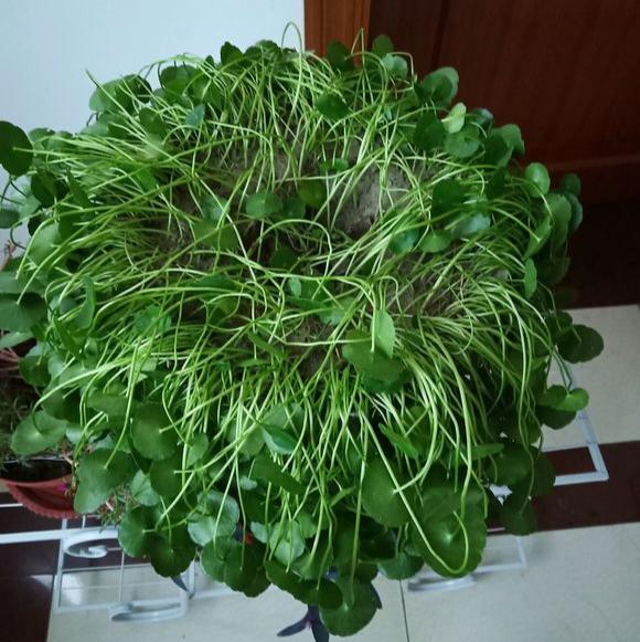 好养的盆栽花卉排名前十,盆栽花比较好养的有哪些