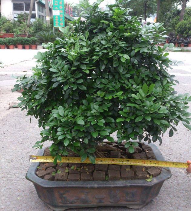 生活在钢筋水泥的丛林里,生活在钢筋水泥里