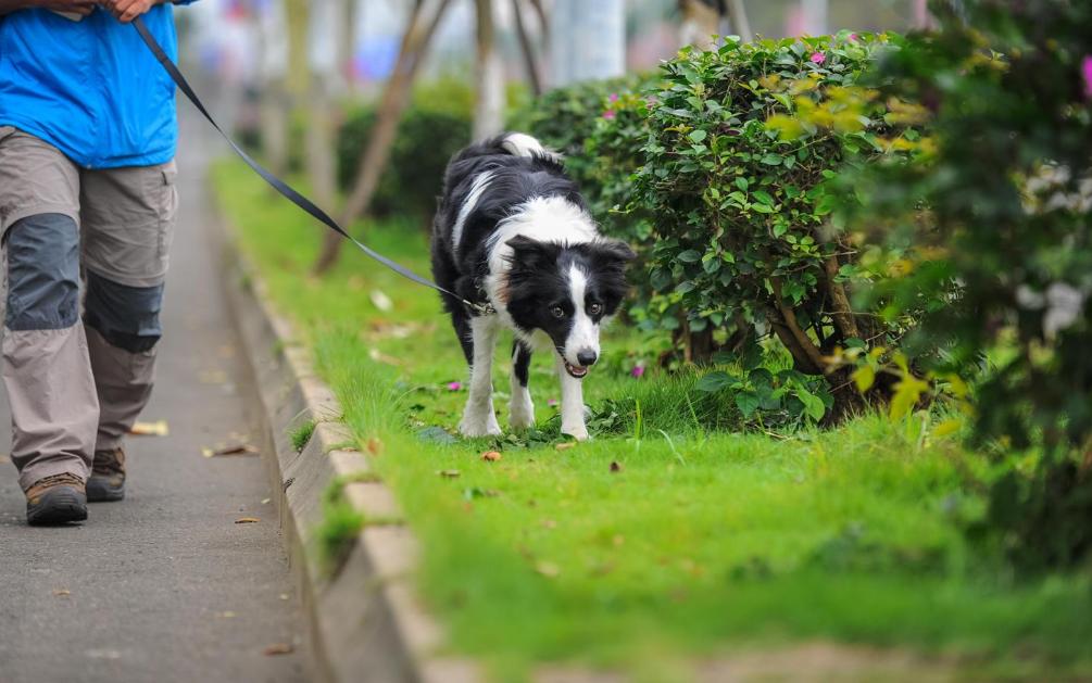 新手养狗需要的必备用品,养狗一定要买的日常东西有哪些