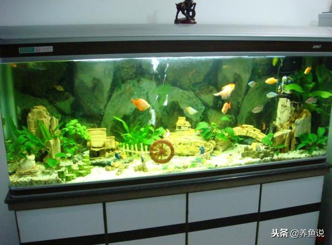 养鱼要避免阳光吗,养鱼要不要消毒