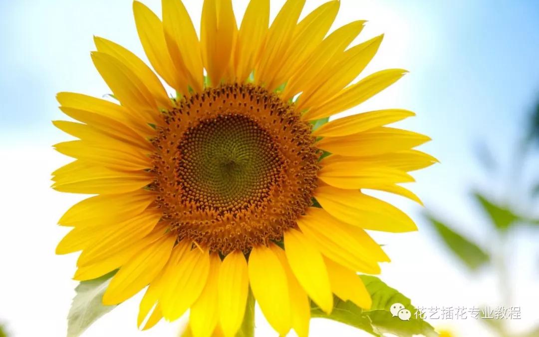 「花艺知识」50种常见花材的花语~（建议收藏）