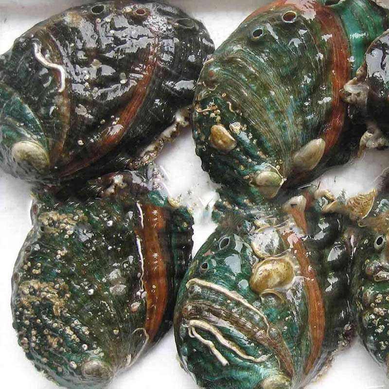 大连长海县海鲜自助,长海县海鲜预订