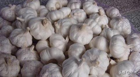 大蒜价格为何下跌,大蒜价格稳步回升新蒜价格会如何