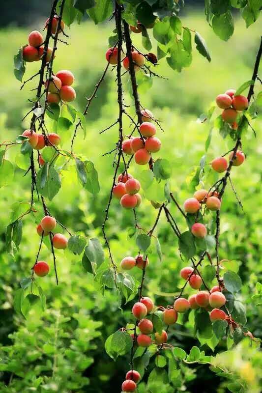 “杏运”来袭：这个县城一件事儿坚持了28年