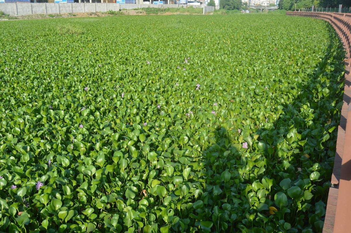 水葫芦为啥消失了,以前常见的水葫芦是否已绝迹