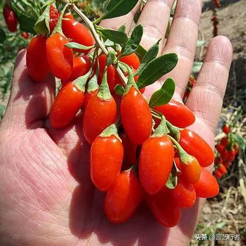 枸杞——可药可食更宜赏！一起学习养成精品桩