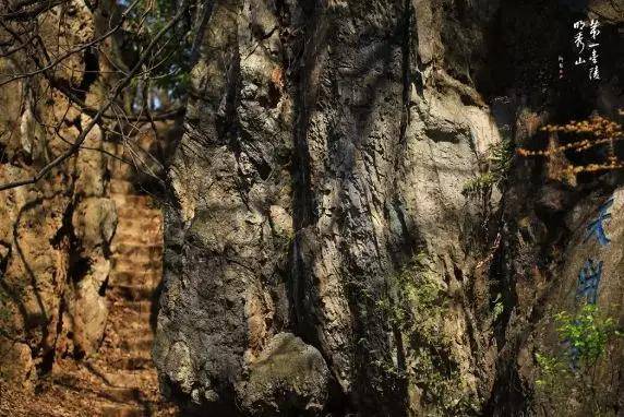 南京枫叶栖霞山什么时候看好看,南京栖霞山几月最红