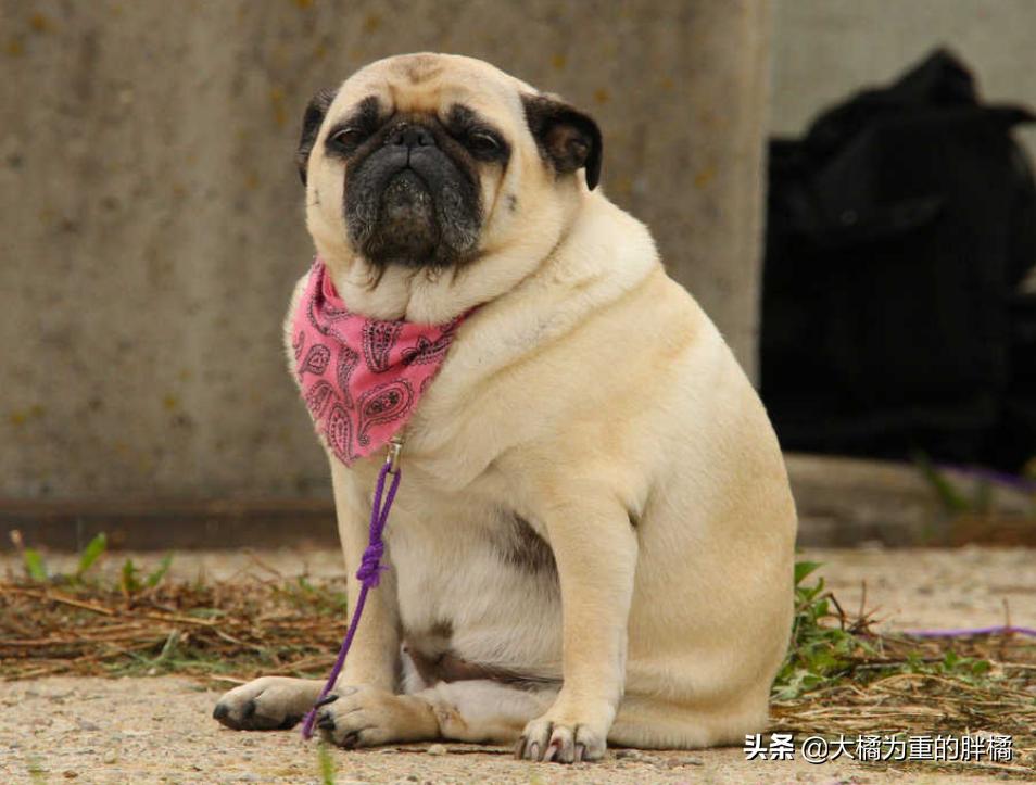 6种“大胃王”狗狗，吃得多还易长胖，一般人养着很吃力，太费钱