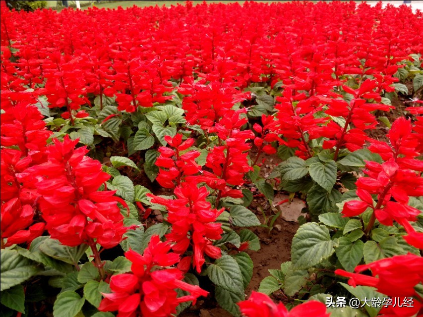 新生儿脸上的鹤吻痕是什么样子的,鹤吻痕是出生就有还是后来也会有