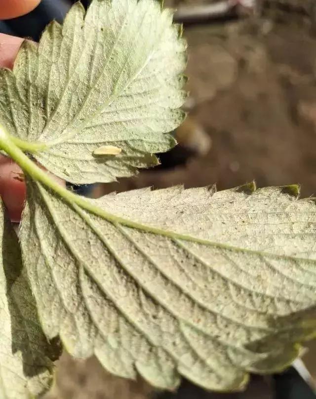 草莓红蜘蛛消灭妙招视频,草莓红蜘蛛如何预防多久打一次药