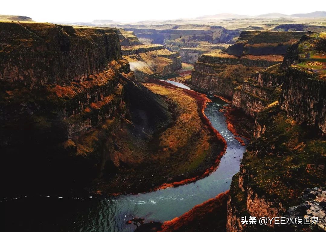 观赏鱼增菌可以用牛奶吗,观赏鱼增氧气