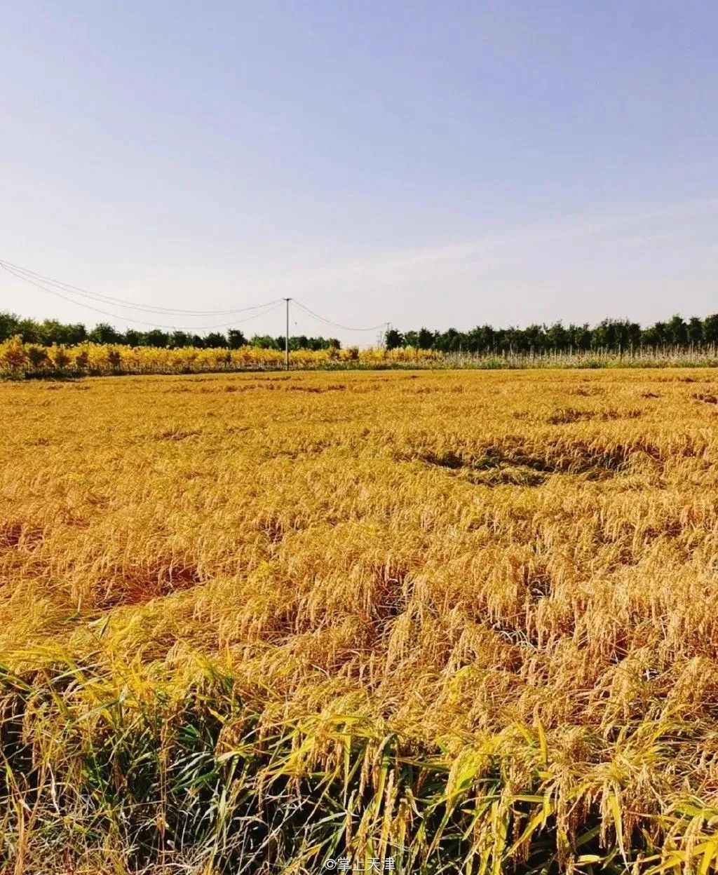 是什么让越来越多的年轻人爱上津南,留在津南!