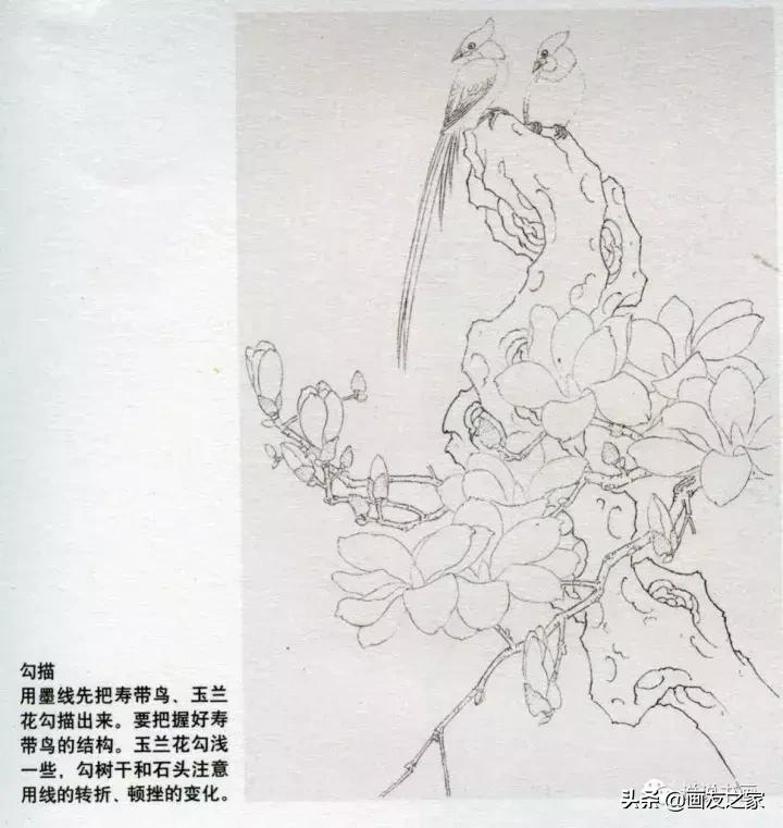 工笔玉兰的画法和染色,工笔玉兰花教学