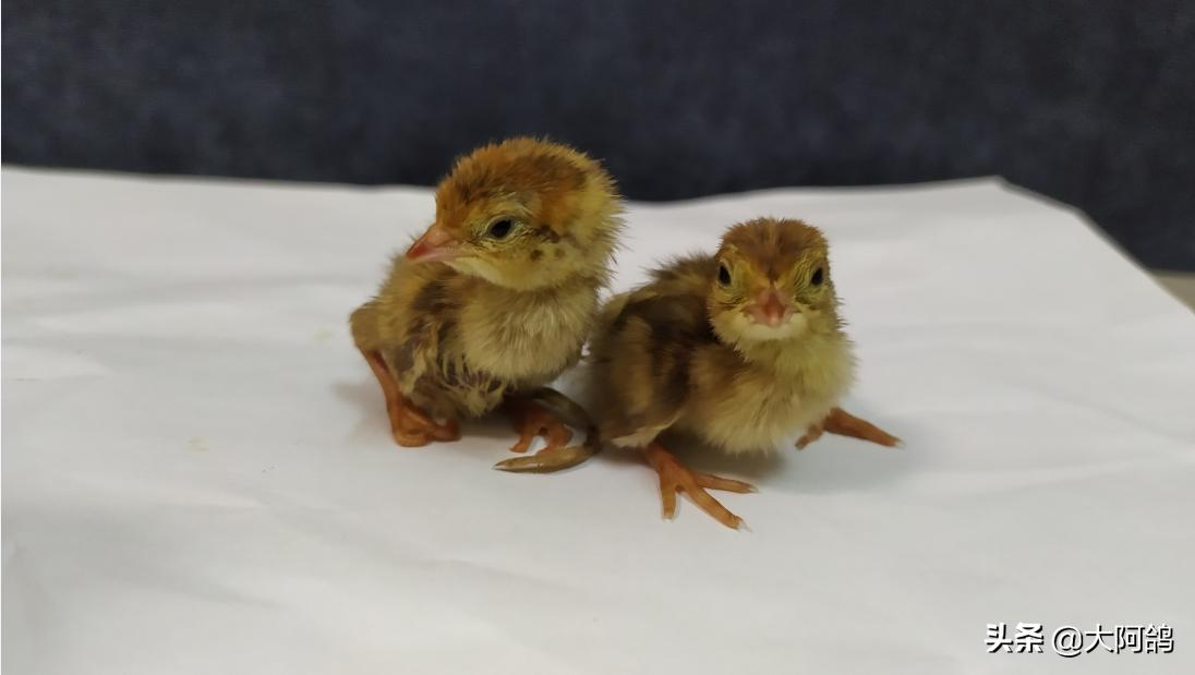 自制鹌鹑蛋简易孵化器,全自动孵化器鹌鹑孵化需要多少天