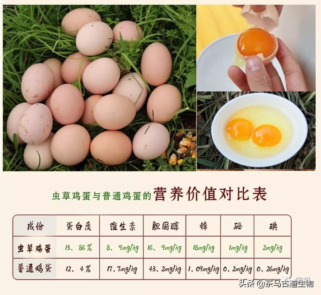 茶园散养绿壳鸡蛋,虫草蛋绿皮鸡蛋