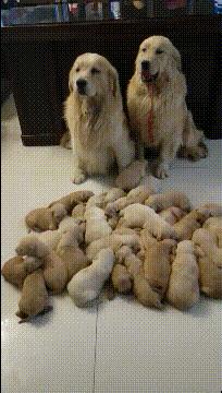 奶奶给狗洗澡搞笑,狗子洗澡搞笑视频