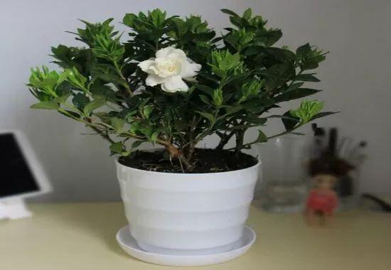 栀子花会变“魔法”,1根枝条长出1盆花,开花洁白味道香