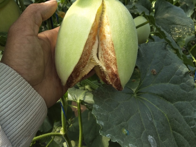 香瓜裂根后怎么办,香瓜幼瓜开裂怎么补救