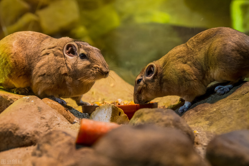 仓鼠喜欢吃什么常见的食物,仓鼠可能会喜欢吃哪些人吃的食物