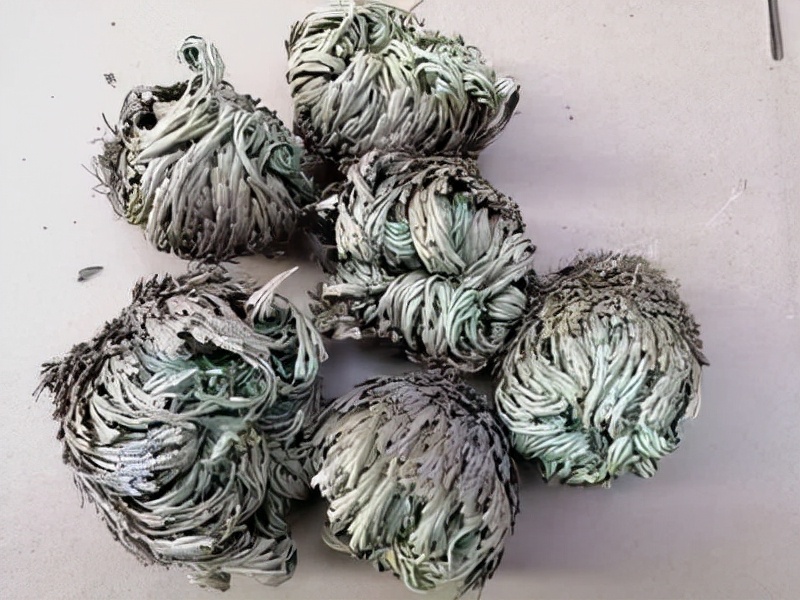 绿萝都养不活还能养什么花,好养活的懒人花绿萝