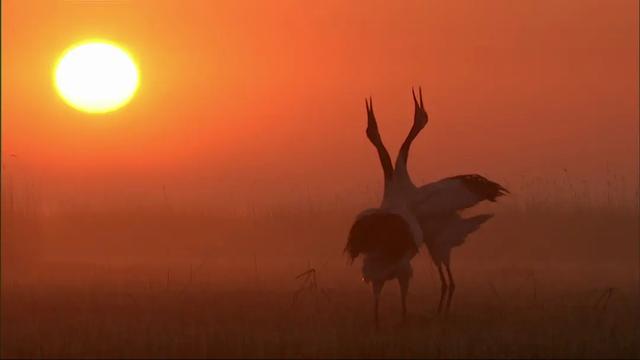 40部宝藏级bbc纪录片,bbc十大必看纪录片