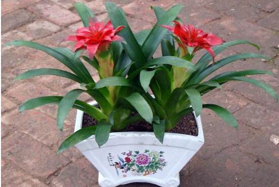 鸿运当头怎么种植才能高产,鸿运当头种子怎么种