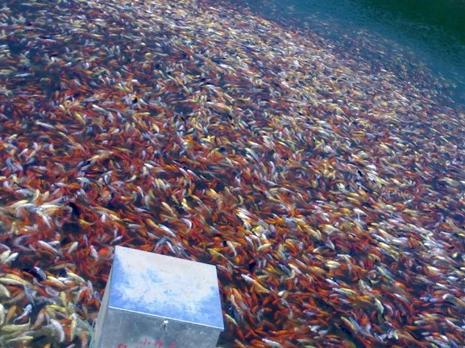 湖南最好的锦鲤养殖基地,湘潭锦鲤养殖