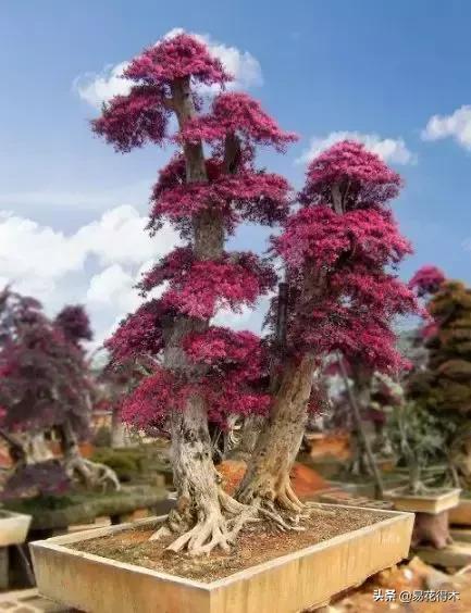 椤剁骇鐧借姳妾垫湪鐩嗘櫙,鐧借姳妾垫湪鐩嗘櫙鏋湪閫㈡槬