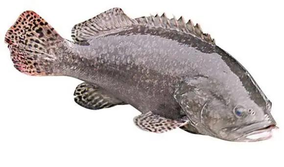 浙江石斑鱼料理,野生石斑鱼料理