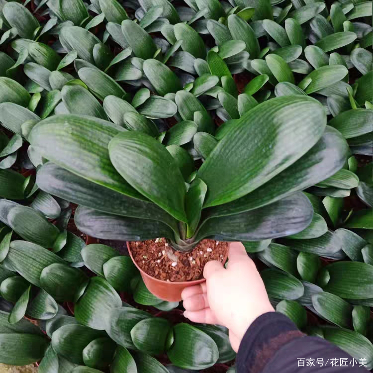 当温度过低或过高会发生什么,当温度到38度时有什么办法